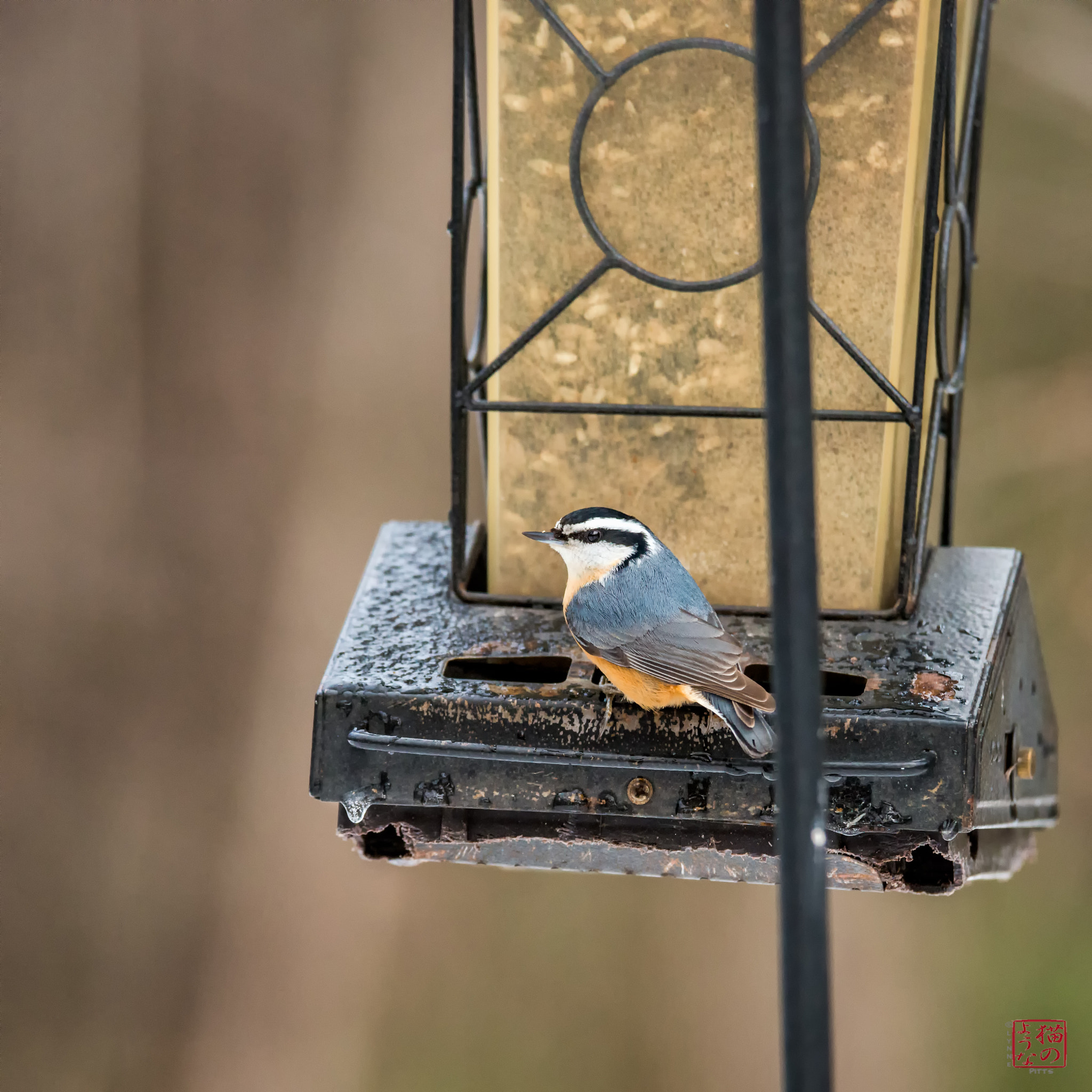 Nikon D800 sample photo. Red-breasted nuthatch photography