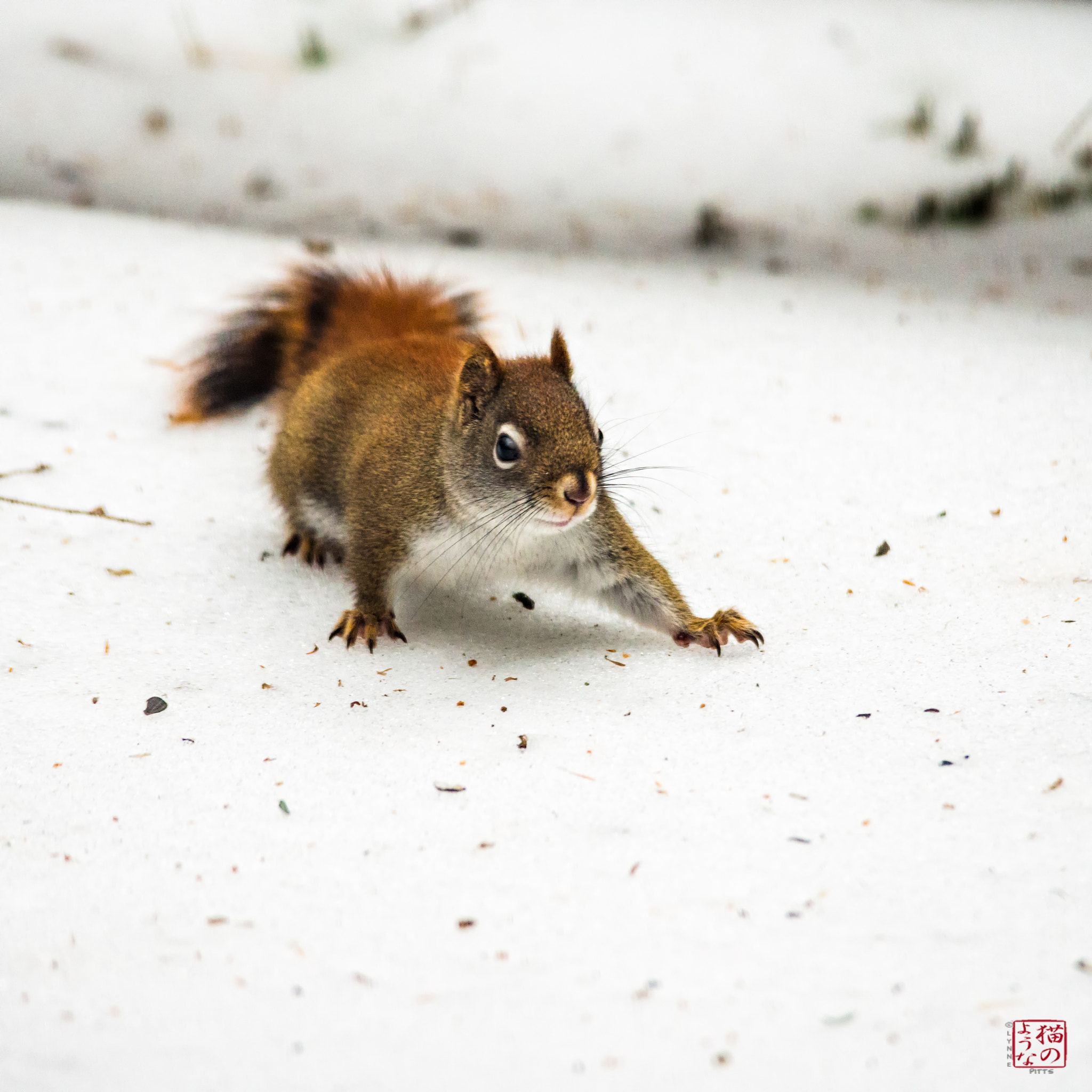 Nikon D800 sample photo. Little red on the run photography