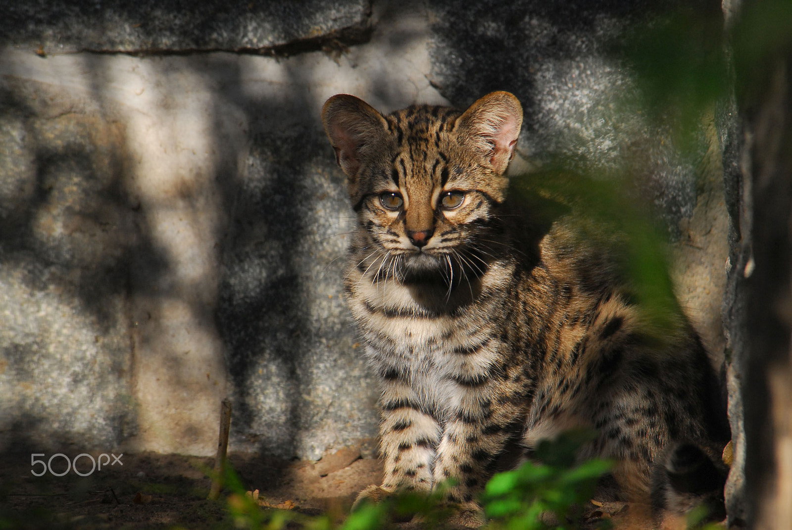 Nikon D200 sample photo. Little cat photography