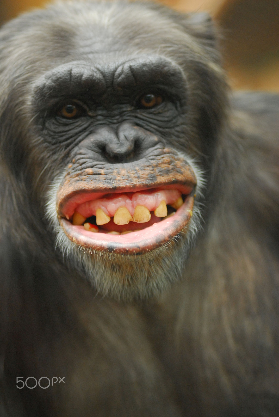 Nikon AF-Nikkor 80-200mm F2.8D ED sample photo. Screaming photography