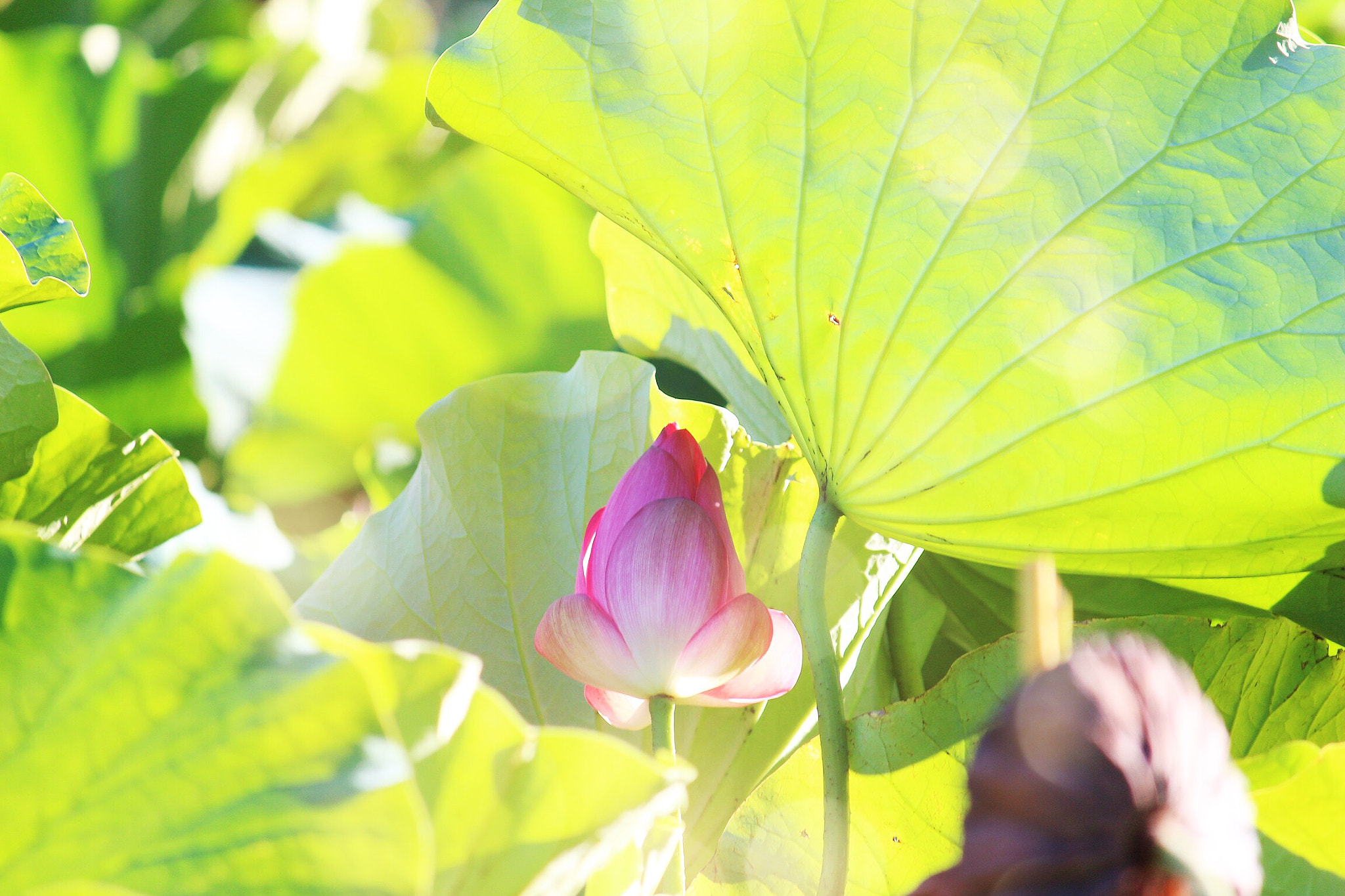 Canon EOS 650D (EOS Rebel T4i / EOS Kiss X6i) + Canon EF-S 55-250mm F4-5.6 IS sample photo. *lotus* photography