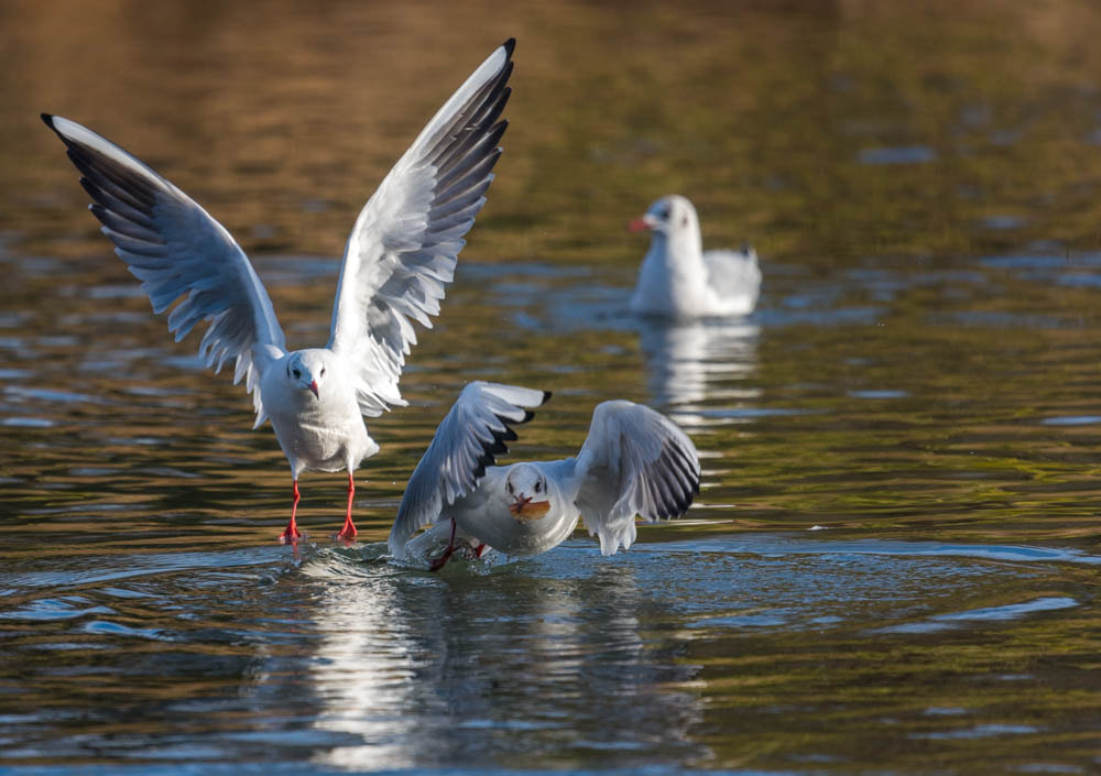 Nikon Nikkor AF-S 300mm F4E PF ED VR sample photo. Bataille pour un bout de pain photography