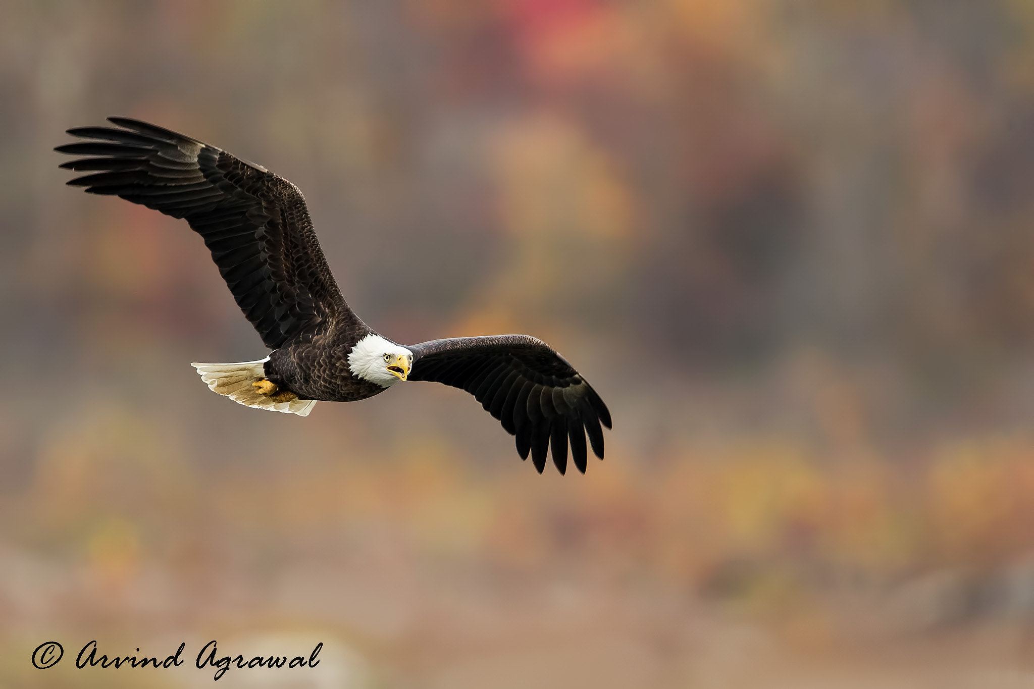 Canon EOS-1D X sample photo. Bald eagle - img_4704-1 photography