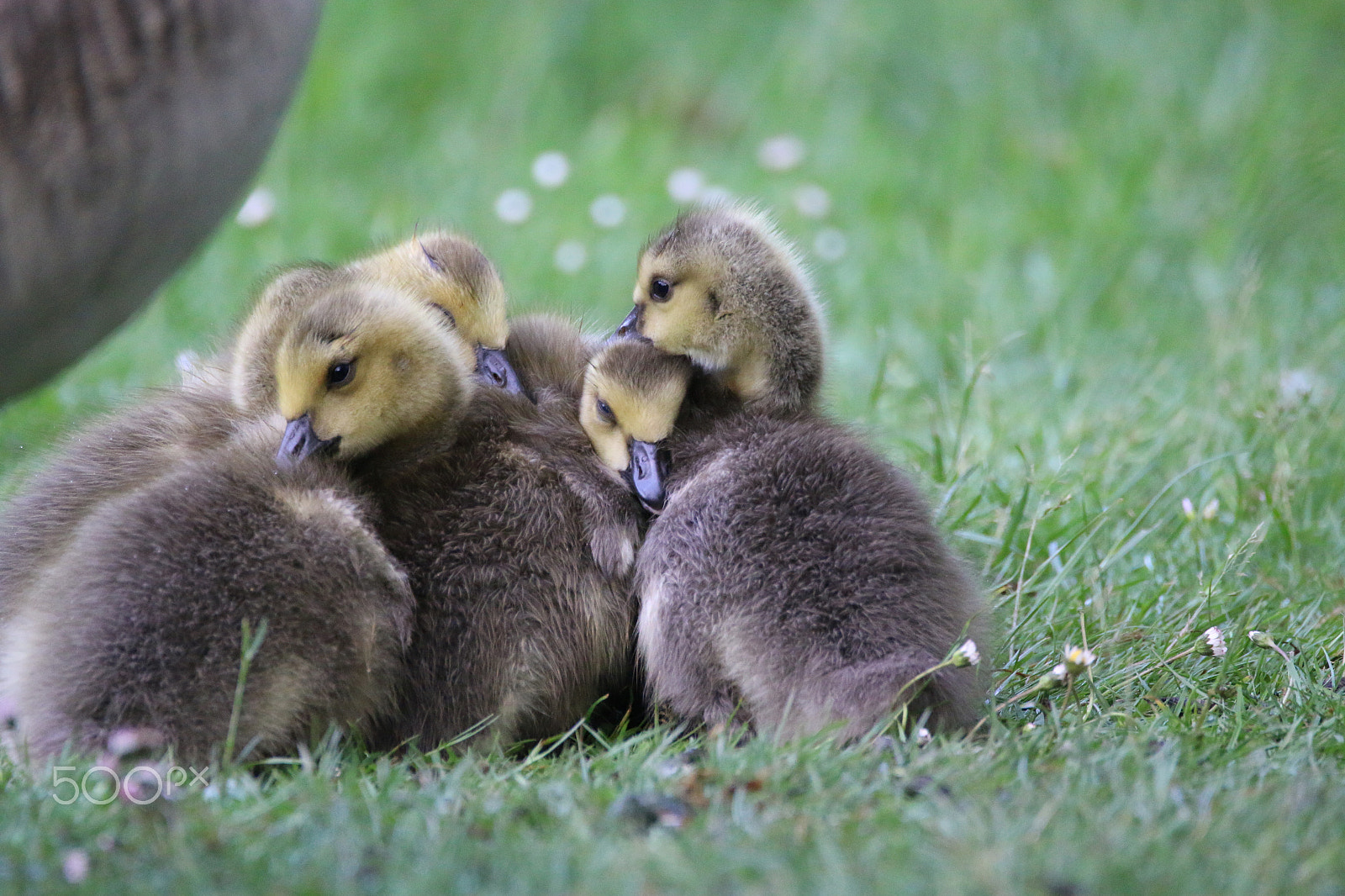 Sigma 150-600mm F5-6.3 DG OS HSM | C sample photo. Cuddly hour - canadian goslings photography