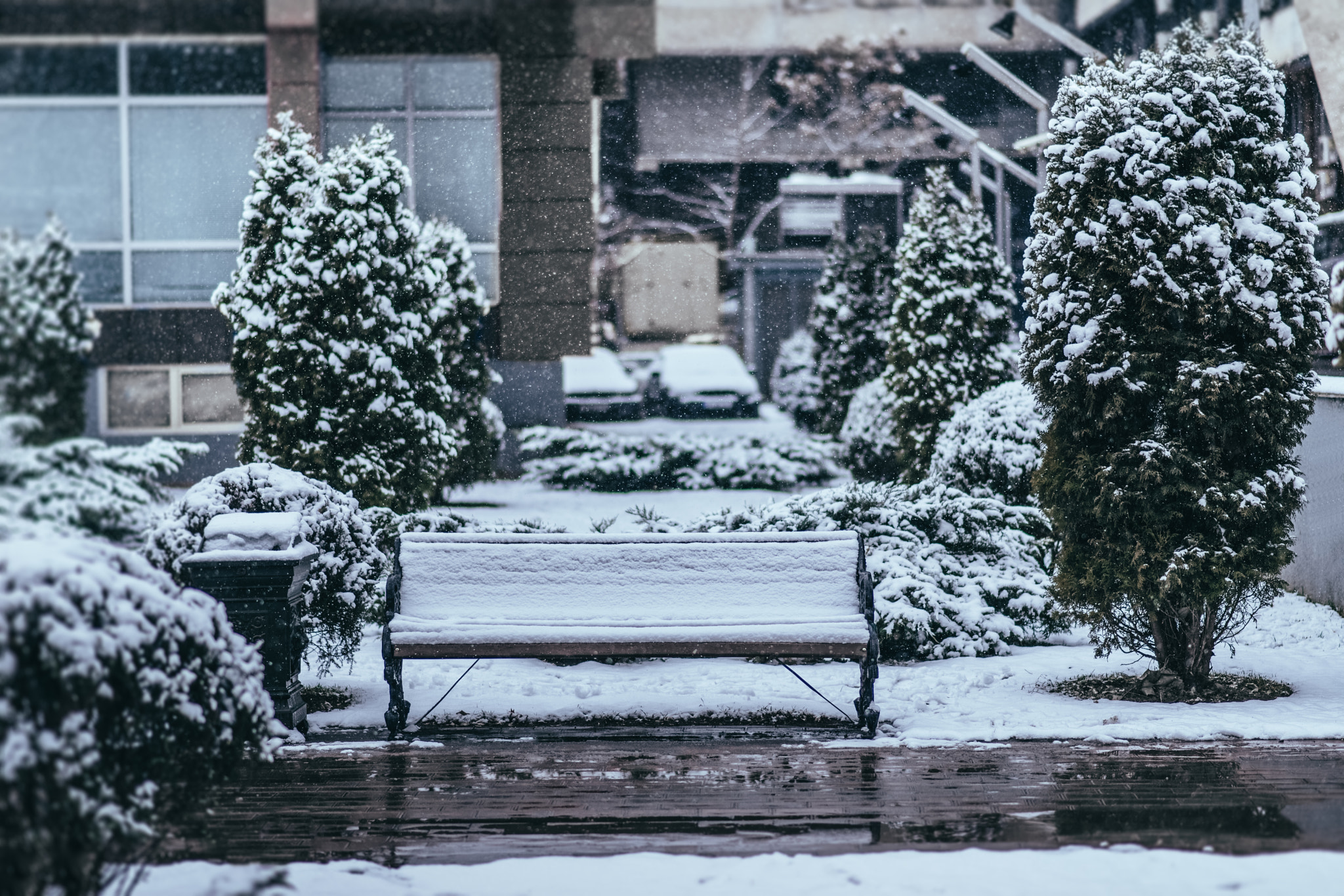 Nikon D800E + Nikon AF-S Nikkor 85mm F1.8G sample photo. Winter... photography