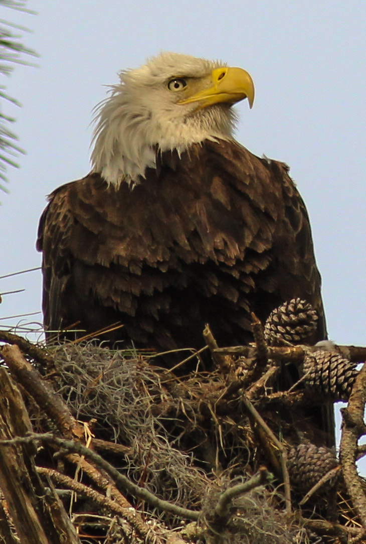 Canon EOS 600D (Rebel EOS T3i / EOS Kiss X5) + Canon EF 400mm F5.6L USM sample photo. Pines eagle photography