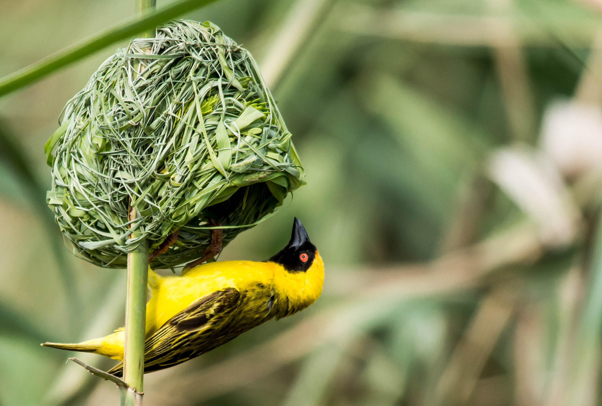 Sigma 150-500mm F5-6.3 DG OS HSM sample photo. Lesser masked weaver photography