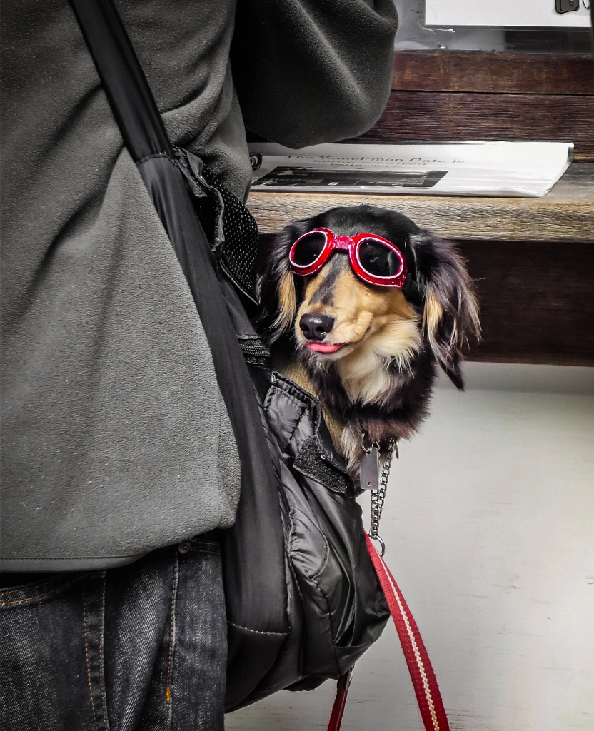 cool dog by fam adl on 500px.com
