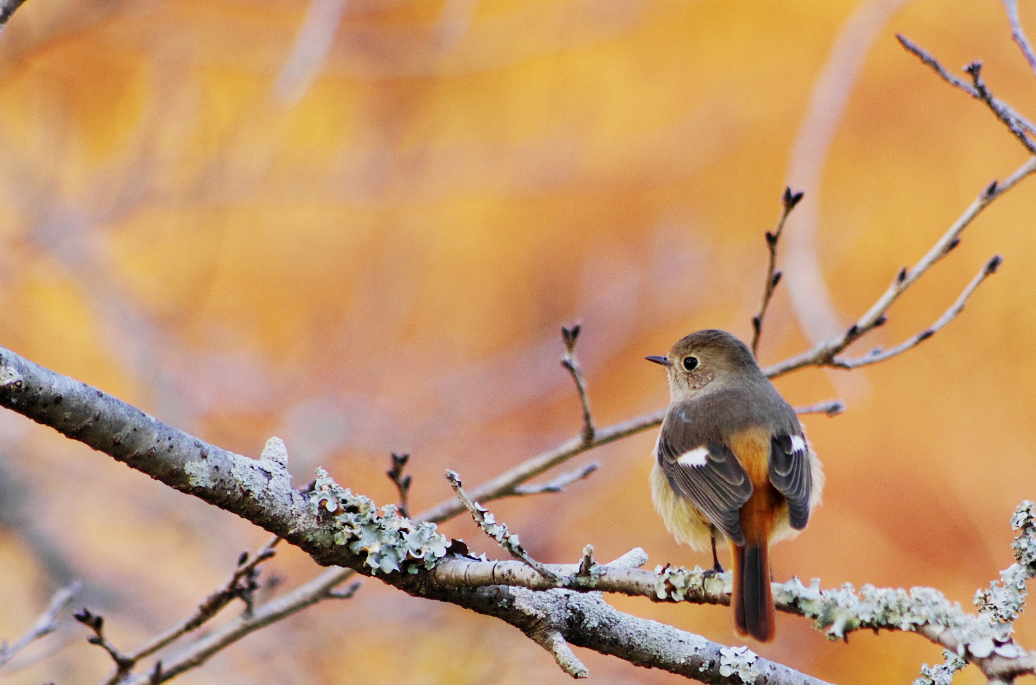 smc PENTAX-DA L 55-300mm F4-5.8 ED sample photo. Redstart Ⅴ photography
