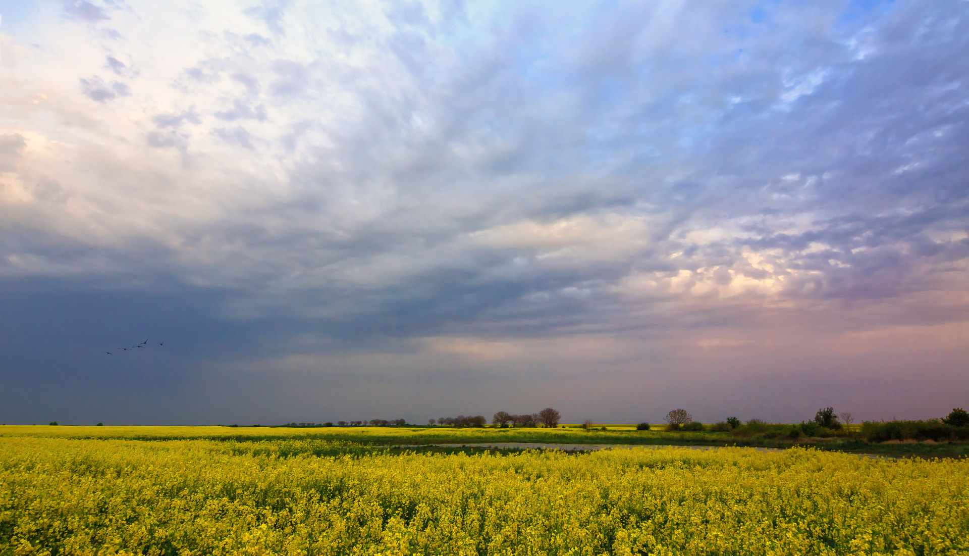 Tokina AT-X 12-28mm F4 Pro DX sample photo. Yellow bărăgan photography