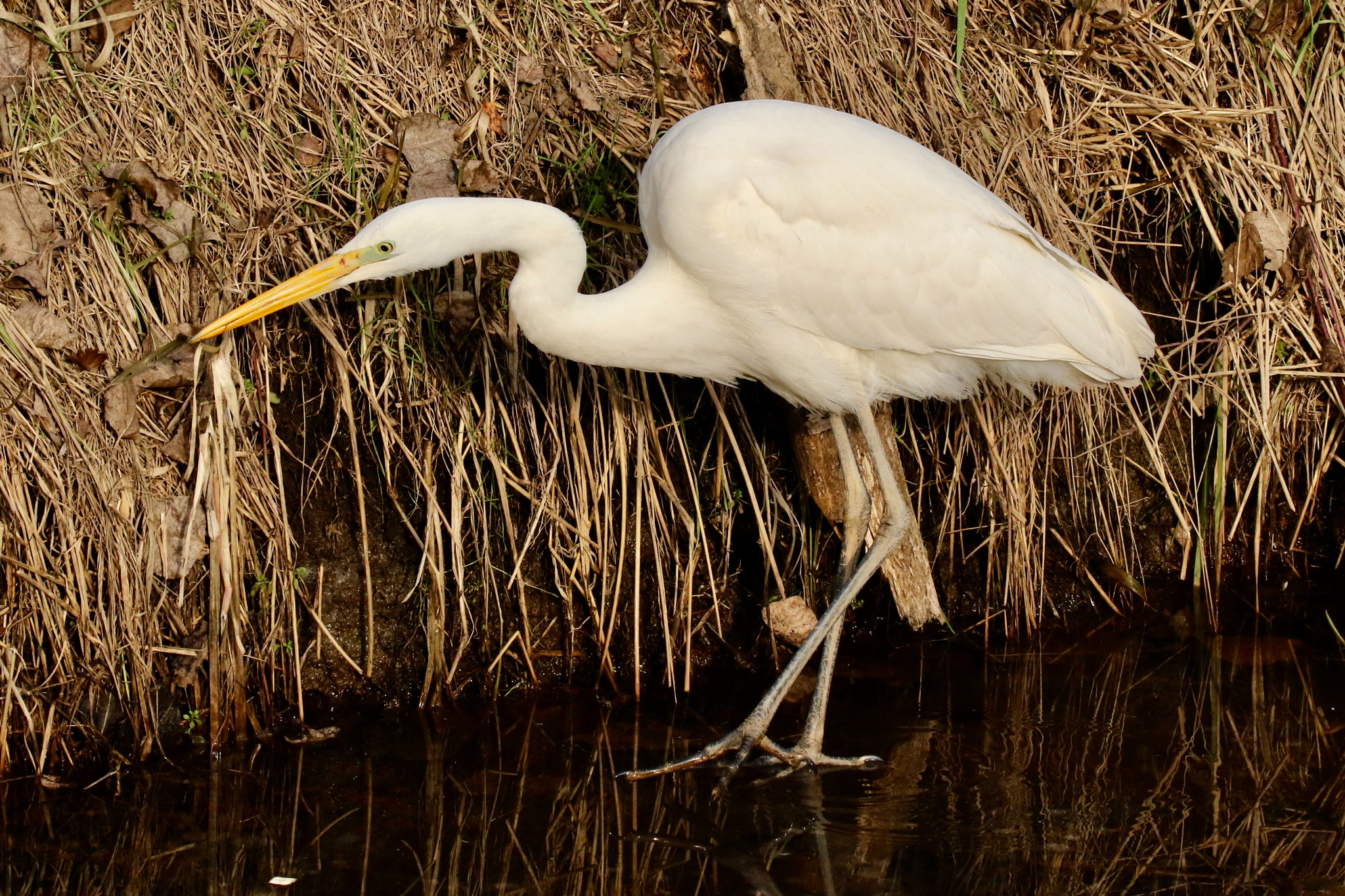 Sigma 150mm f/2.8 EX DG OS HSM APO Macro sample photo. Egret walking on the ice photo is taken nearby culemborg. photography