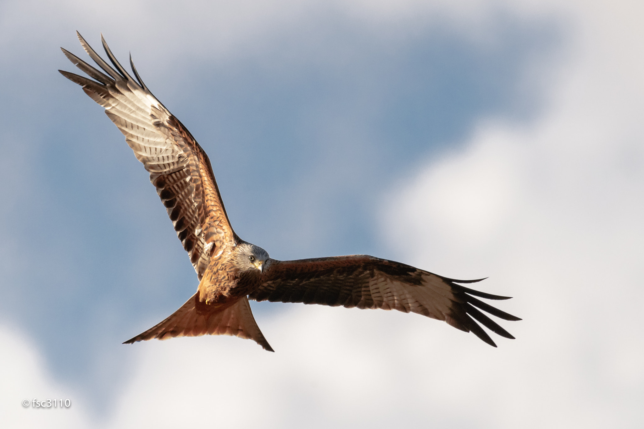 Canon EOS-1D X Mark II + Canon EF 500mm F4L IS II USM sample photo. Red kite in the sky photography