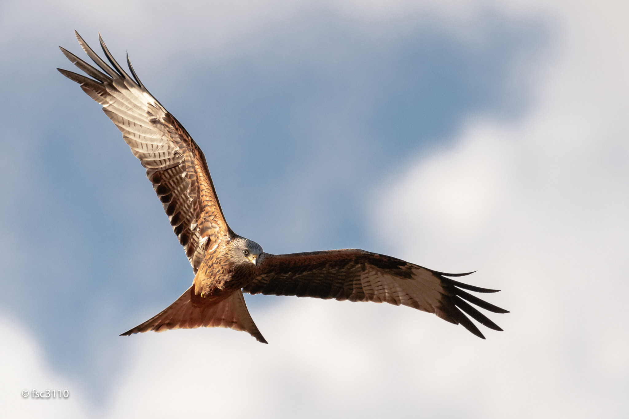 Canon EF 500mm F4L IS II USM sample photo. Red kite in the sky photography