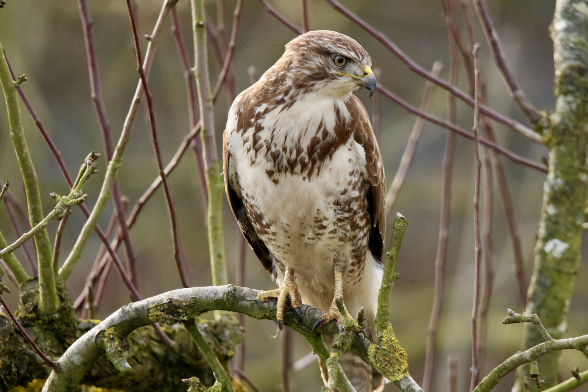 Sigma 150mm f/2.8 EX DG OS HSM APO Macro sample photo. Buzzard photo was taken on the diefdijk. photography