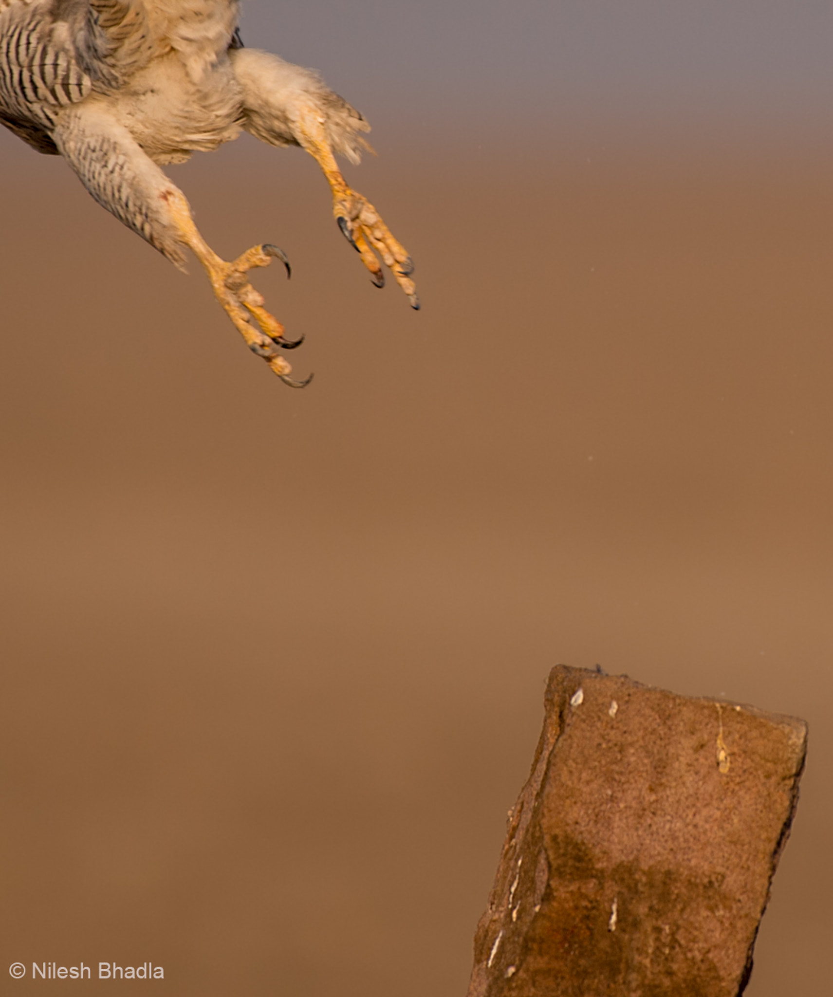 Nikon D4S sample photo. The claws - peregrine falcon photography