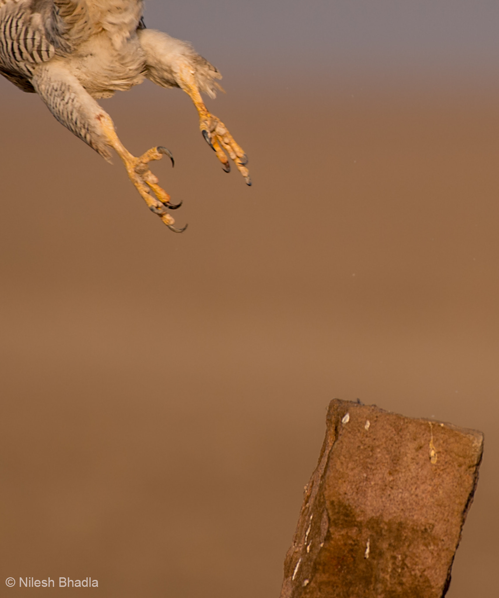 Nikon AF-S Nikkor 200-500mm F5.6E ED VR sample photo. The claws - peregrine falcon photography