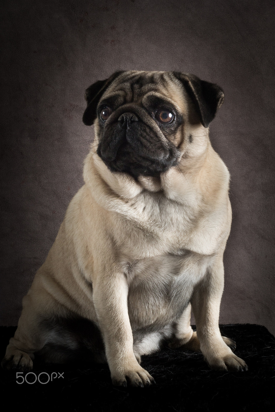Canon EF 50mm F1.8 II sample photo. This is my best side.. photography