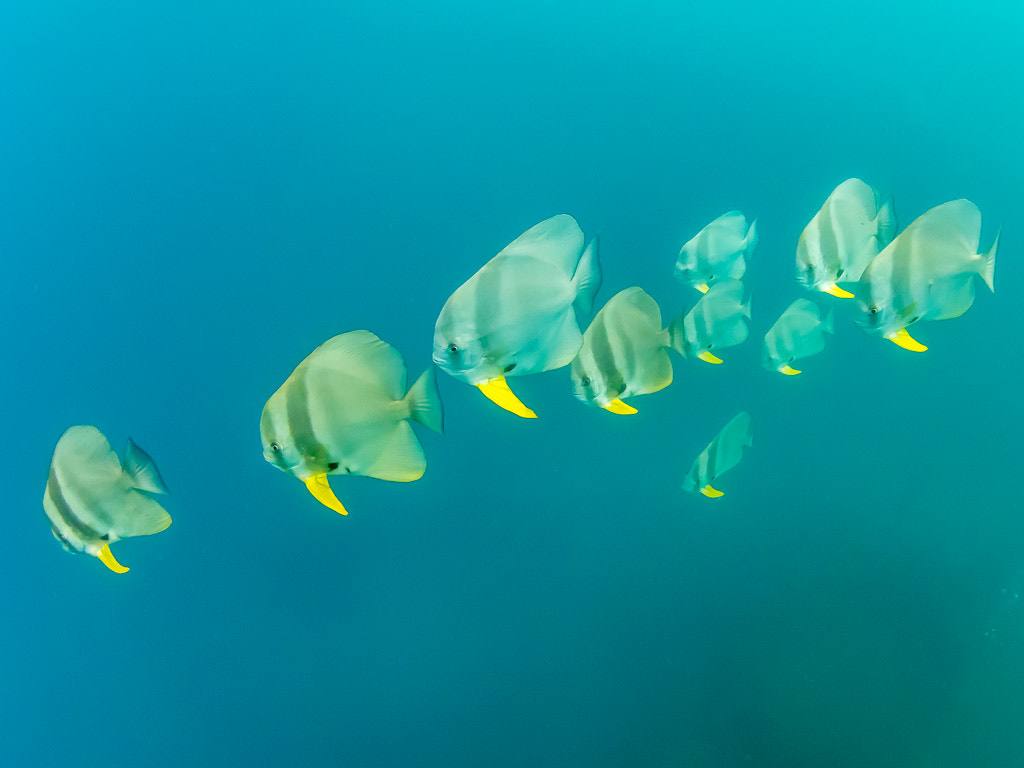 Olympus OM-D E-M5 + LUMIX G FISHEYE 8/F3.5 sample photo. Batfish photography