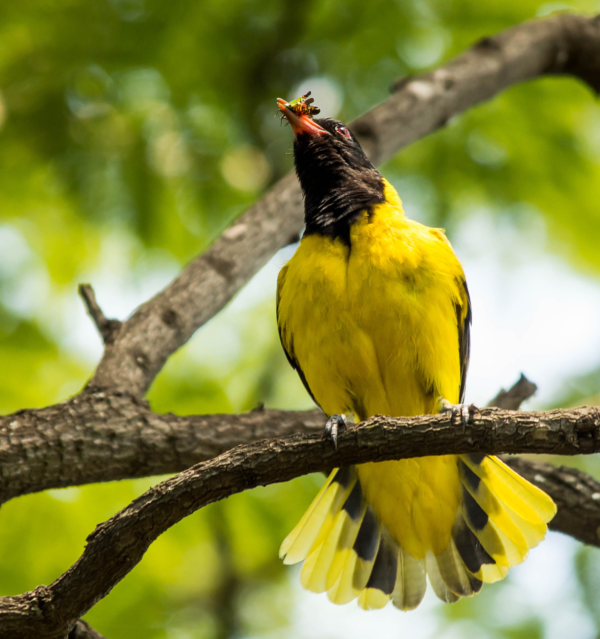 Sigma 150-500mm F5-6.3 DG OS HSM sample photo. Black headed oriole photography