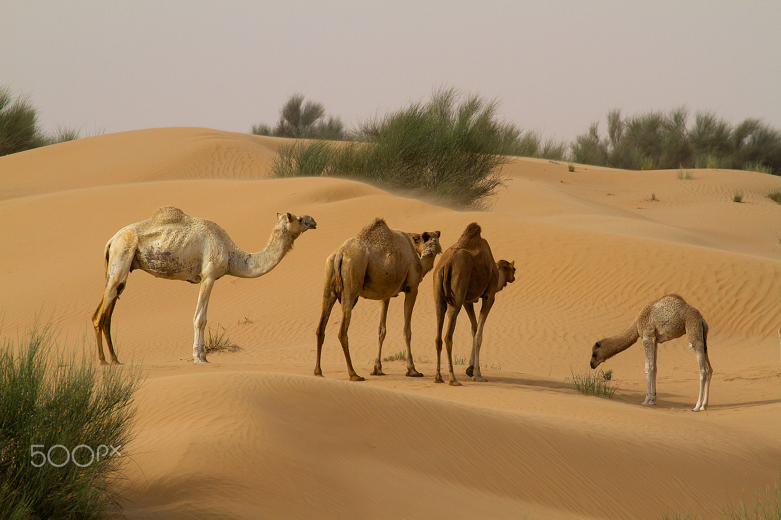 Canon EF 70-300mm F4-5.6L IS USM sample photo. Dubai photography