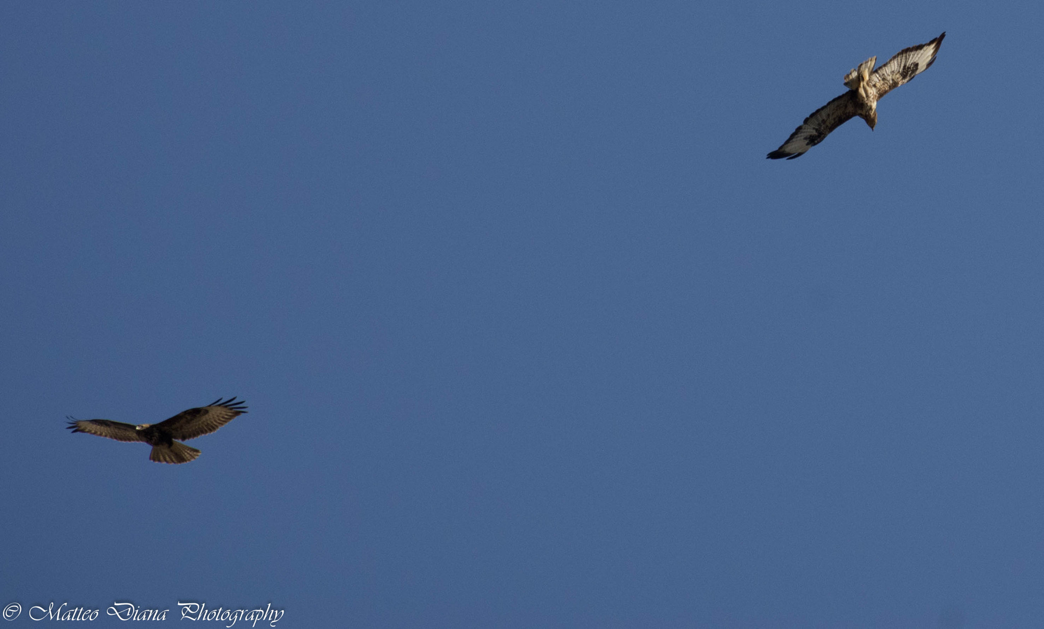 smc PENTAX-DA L 50-200mm F4-5.6 ED sample photo. Poiana sarda ( buteo buteo ssp. arrigoni) photography