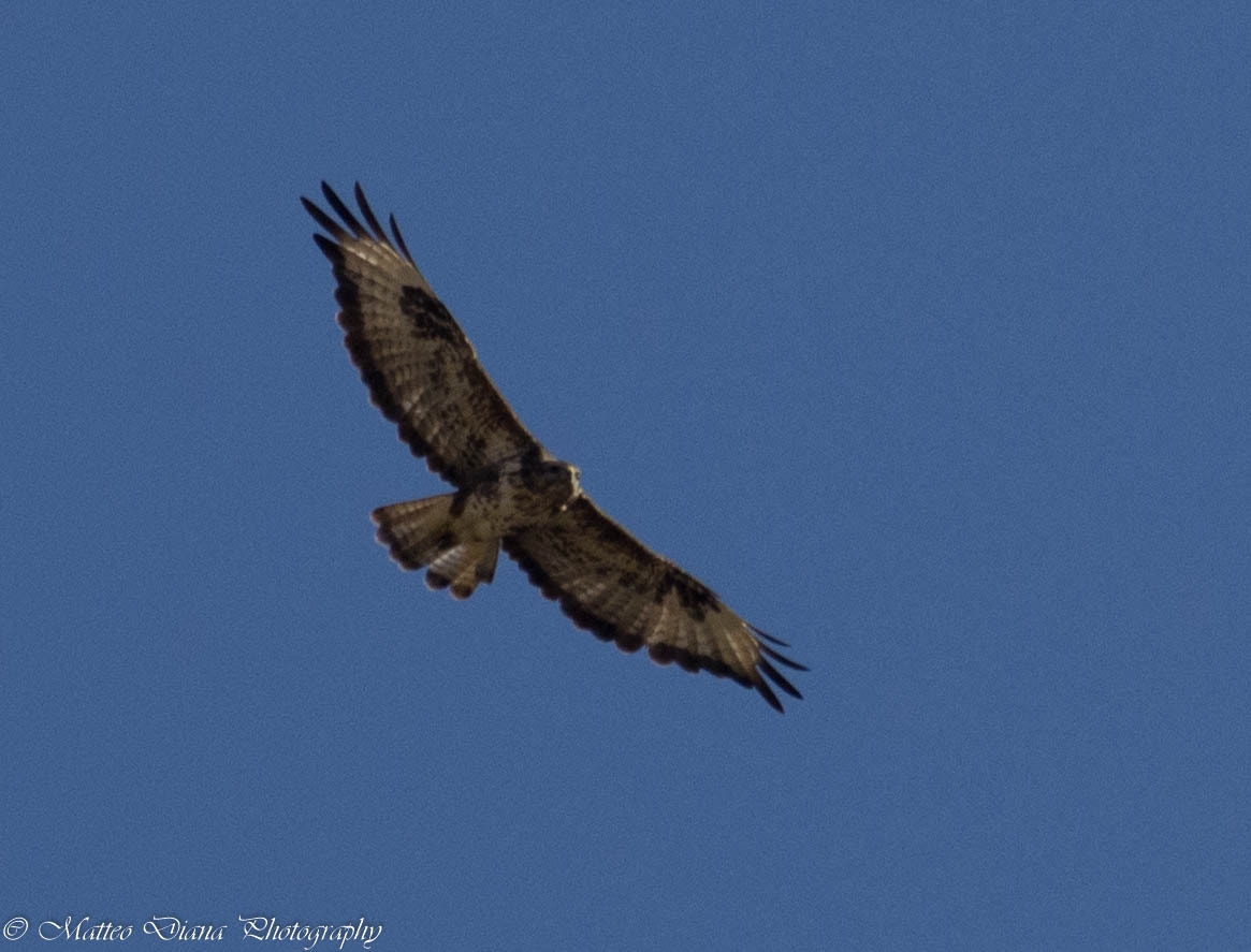 Pentax K-5 + smc PENTAX-DA L 50-200mm F4-5.6 ED sample photo. Poiana sarda ( buteo buteo ssp. arrigoni) photography