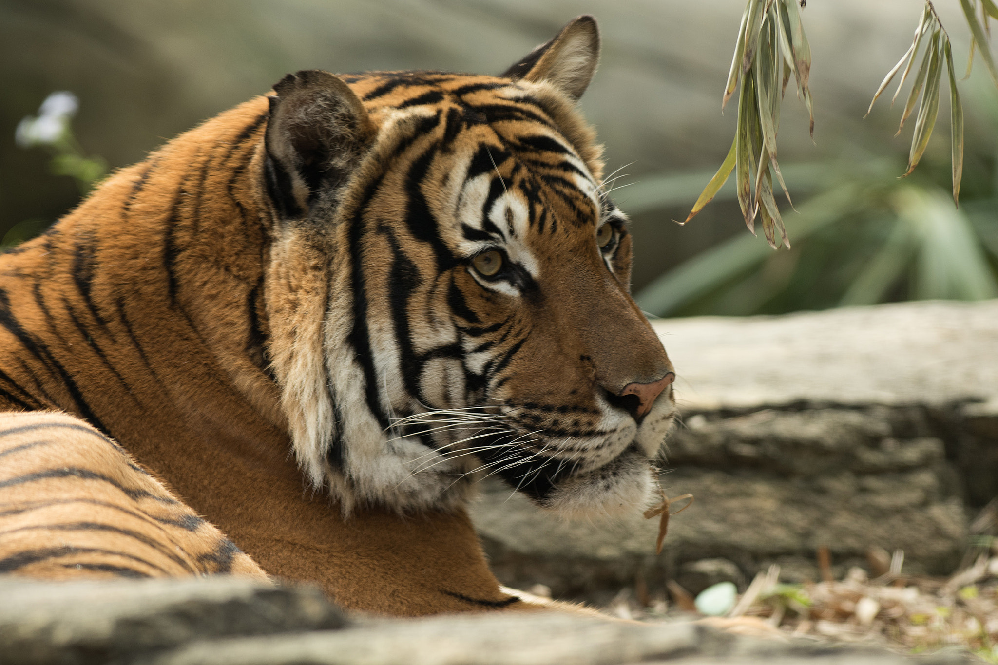 Nikon AF-S Nikkor 300mm F2.8G ED VR II sample photo. Tiger (of ) photography