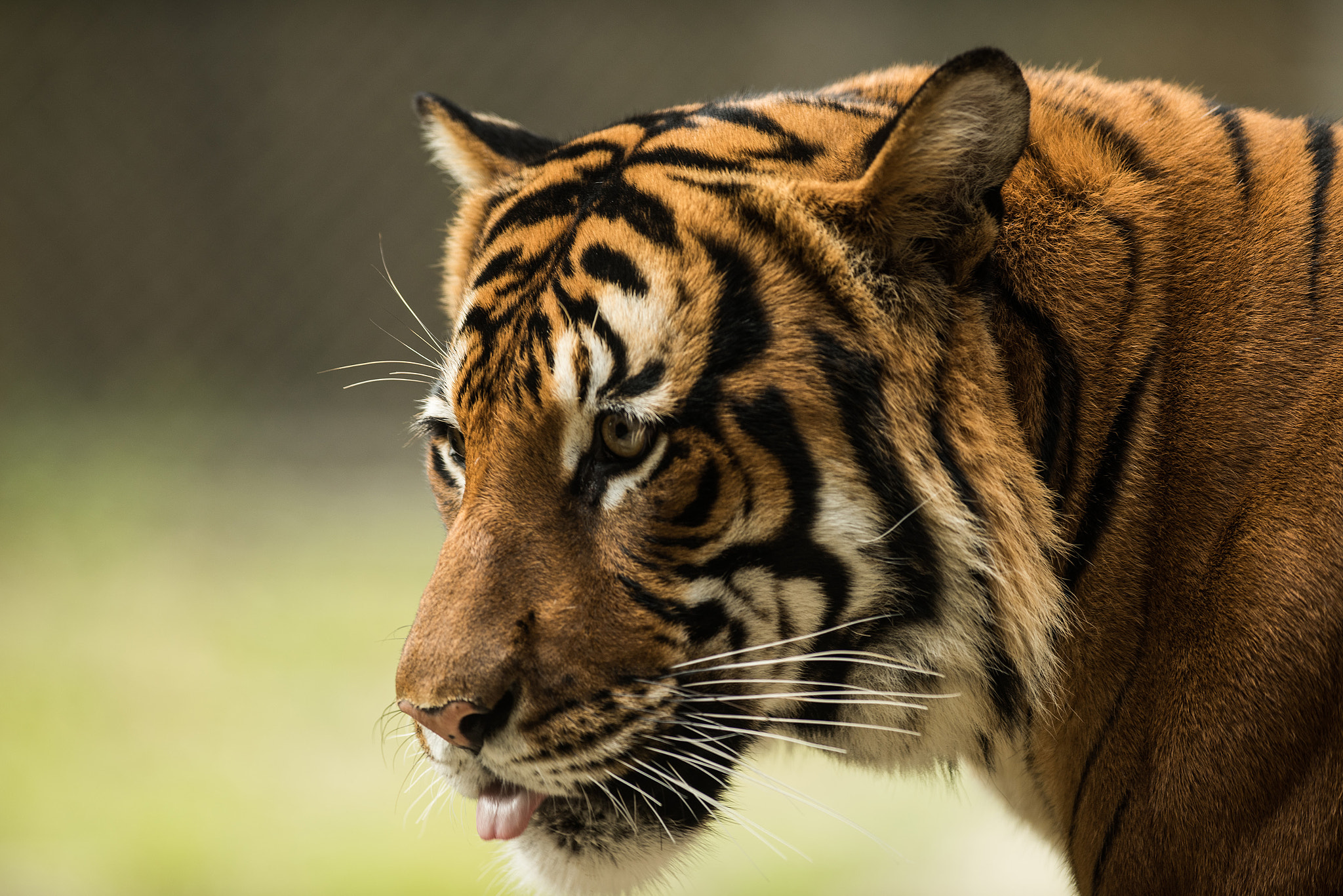 Nikon AF-S Nikkor 300mm F2.8G ED VR II sample photo. Tiger (of ) photography