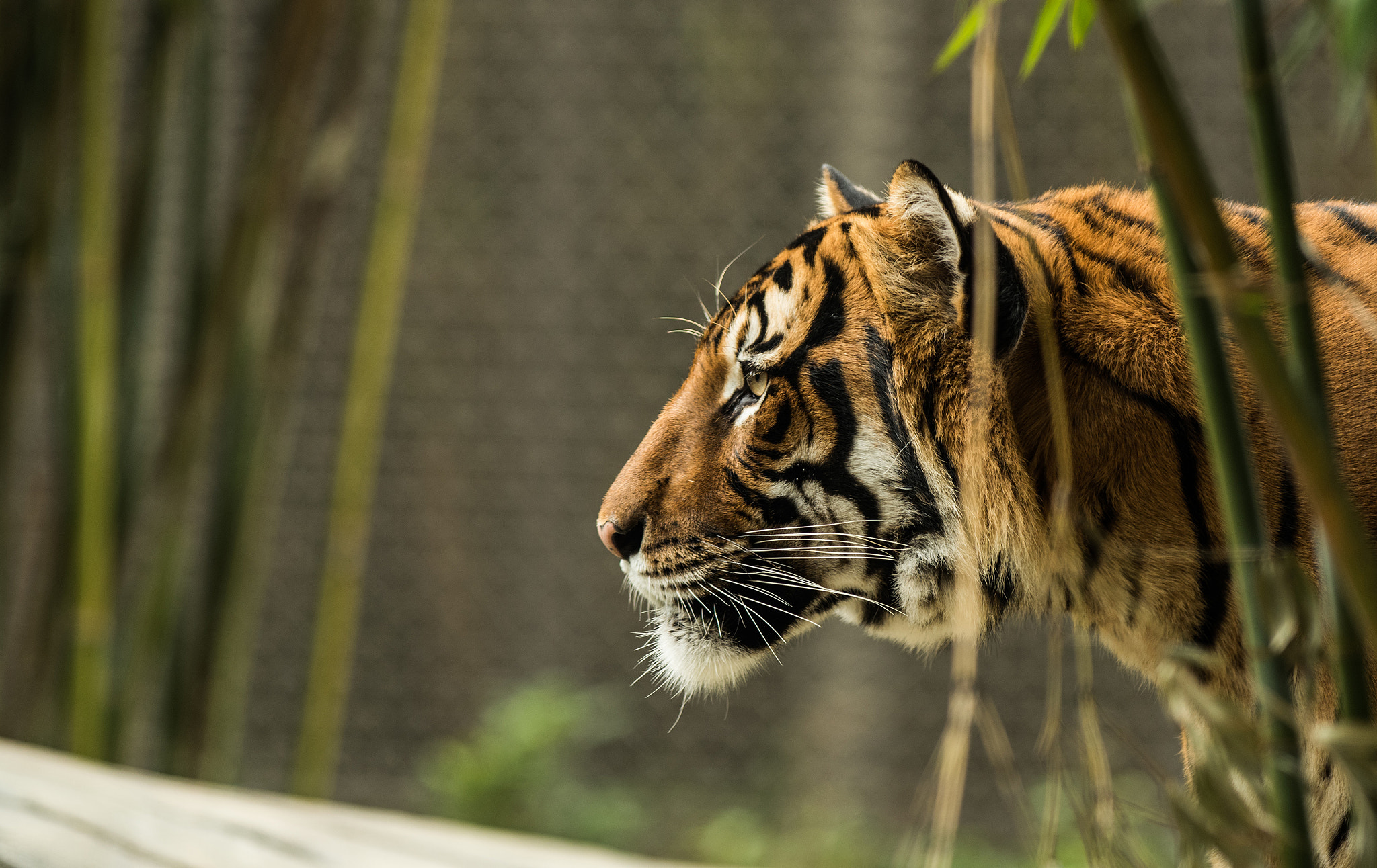 Nikon AF-S Nikkor 300mm F2.8G ED VR II sample photo. Tiger (of ) photography