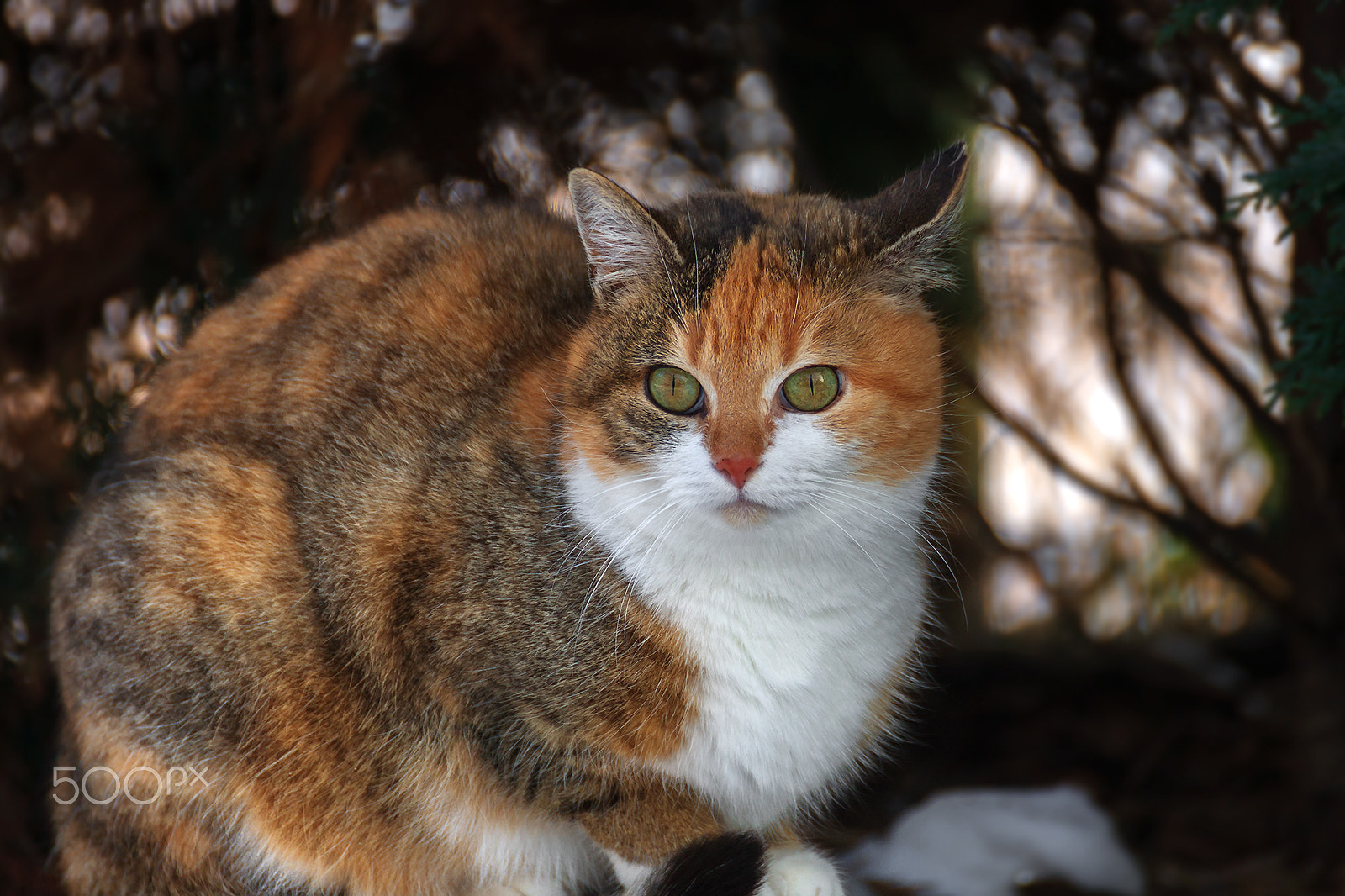 Tamron SP 35mm F1.8 Di VC USD sample photo. Maja portrait photography