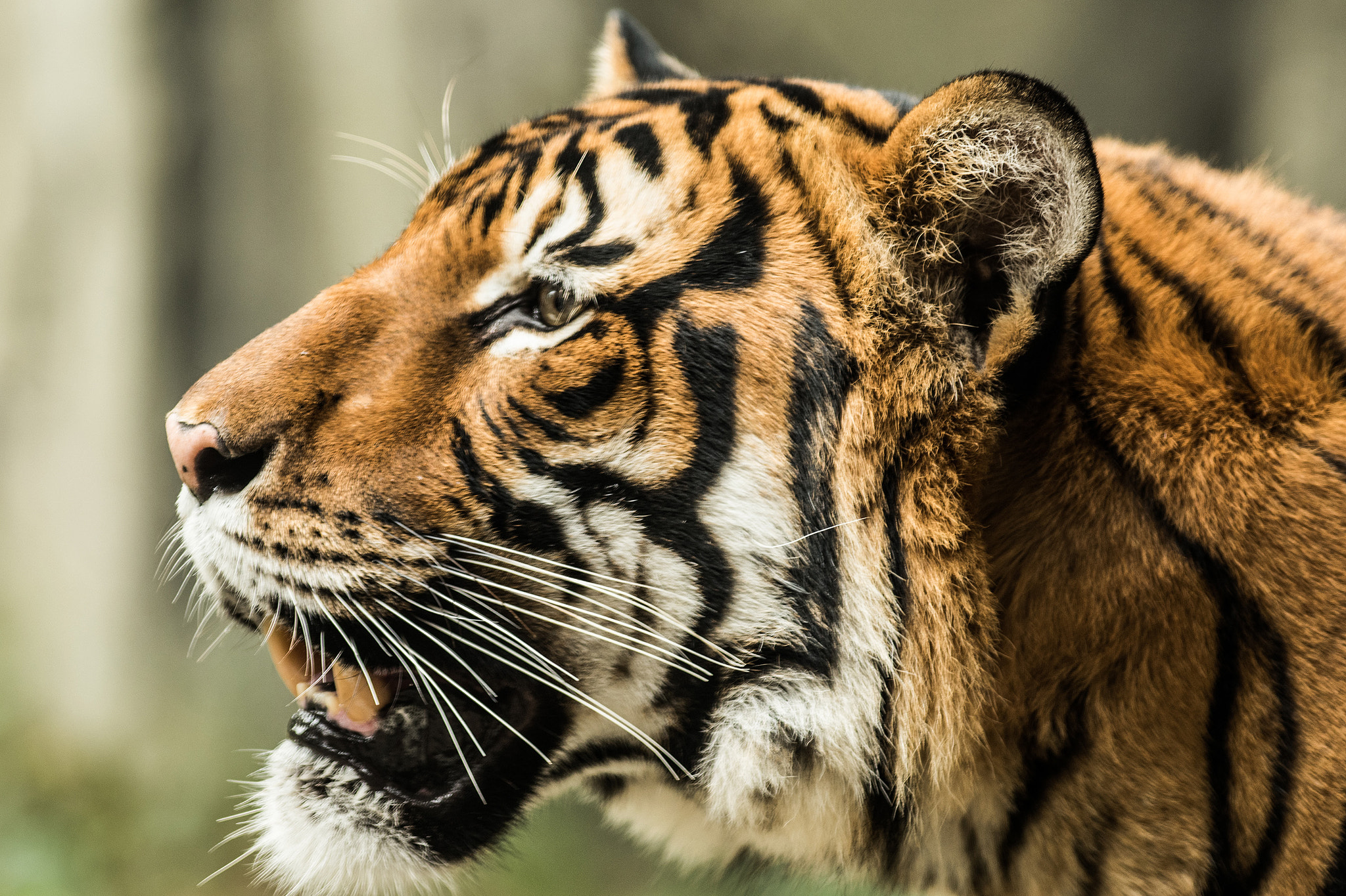 Nikon AF-S Nikkor 300mm F2.8G ED VR II sample photo. Tiger (of ) photography