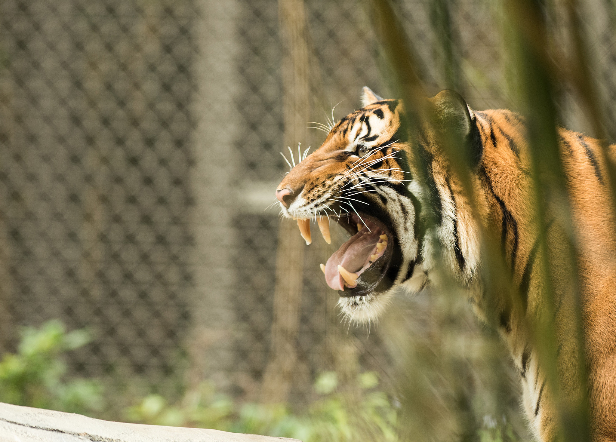 Nikon D810 + Nikon AF-S Nikkor 300mm F2.8G ED VR II sample photo. Tiger (of ) photography