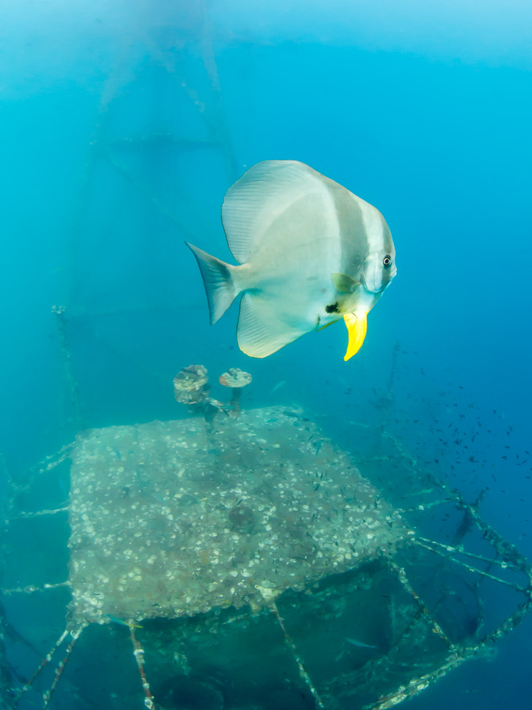 LUMIX G FISHEYE 8/F3.5 sample photo. Batfish on shipwreck photography