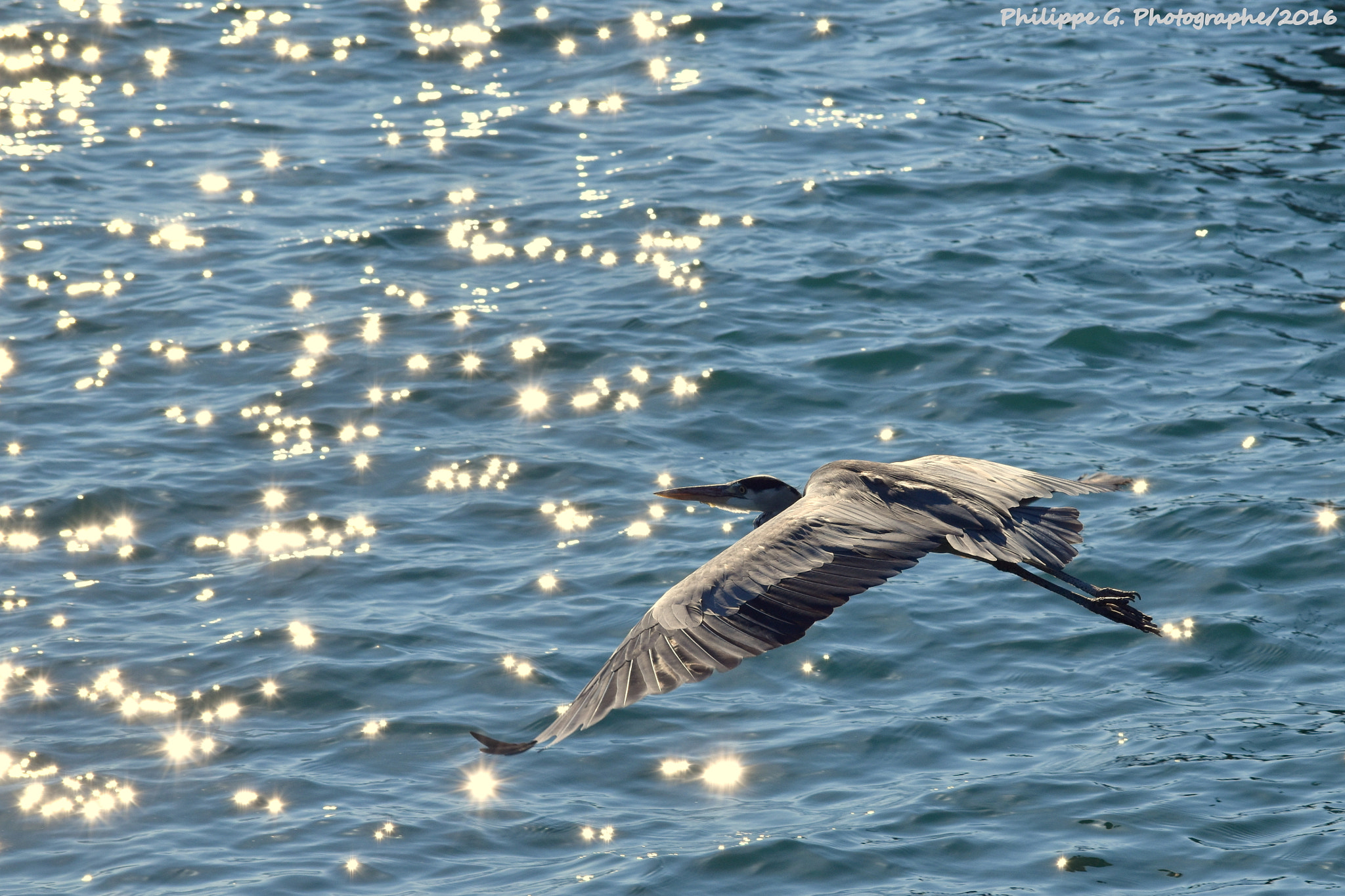 Nikon D5500 sample photo. Envol étincelant photography