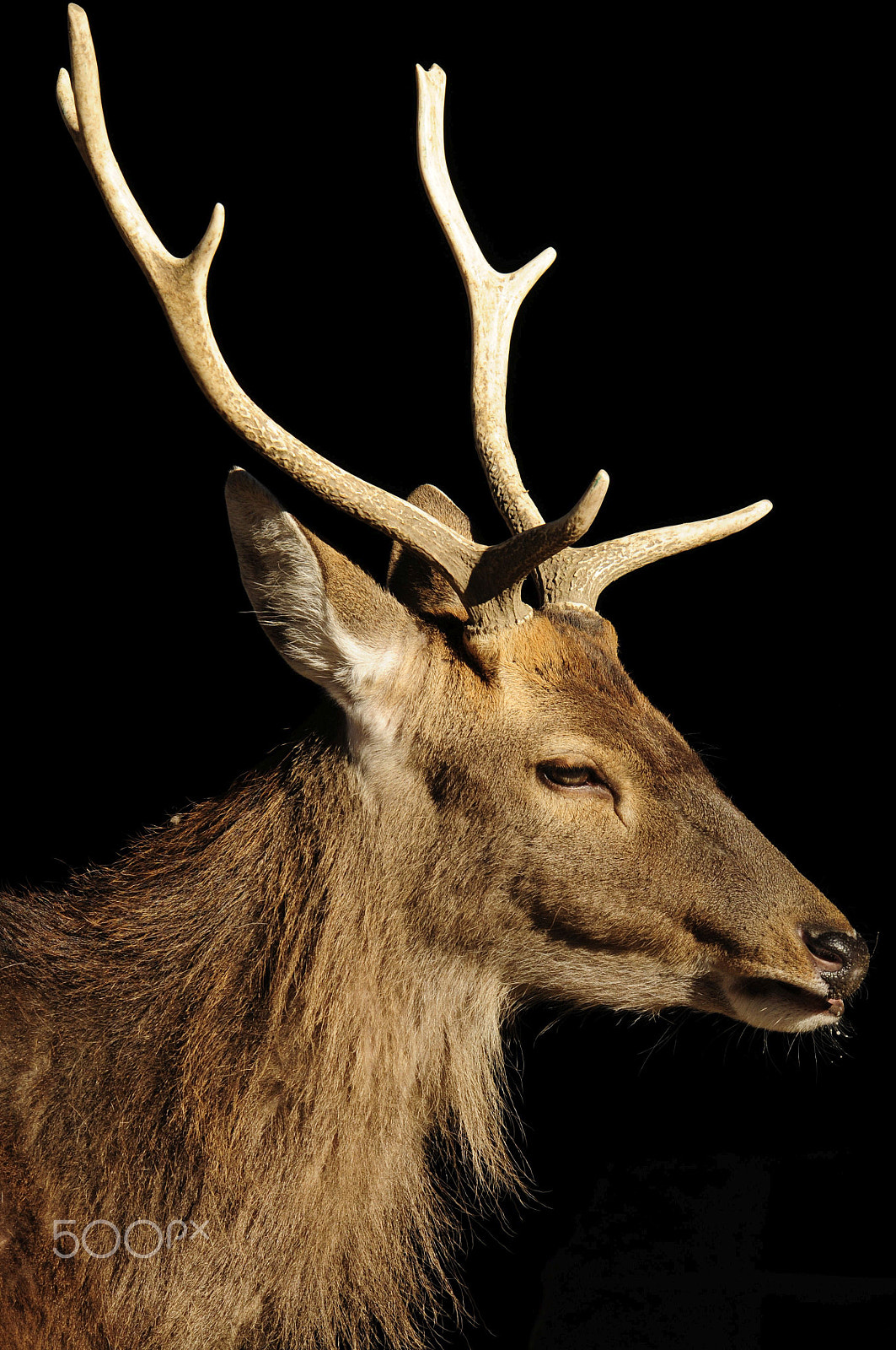 Nikon D300 sample photo. Deer in black photography