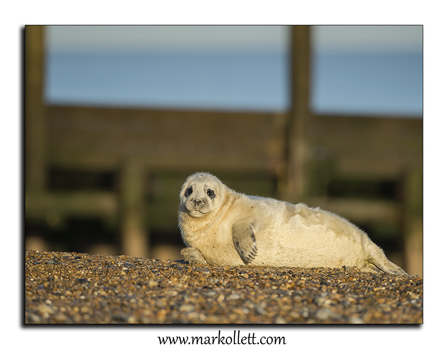 Nikon D4S sample photo. Grey seal pup. photography