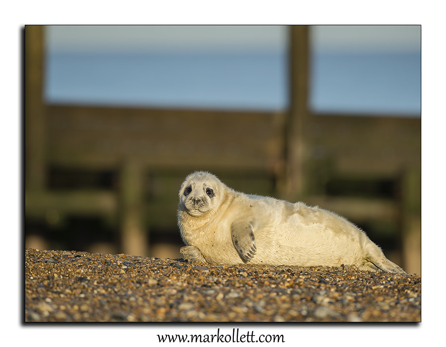 Nikon D4S + Nikon AF-S Nikkor 500mm F4G ED VR sample photo. Grey seal pup. photography