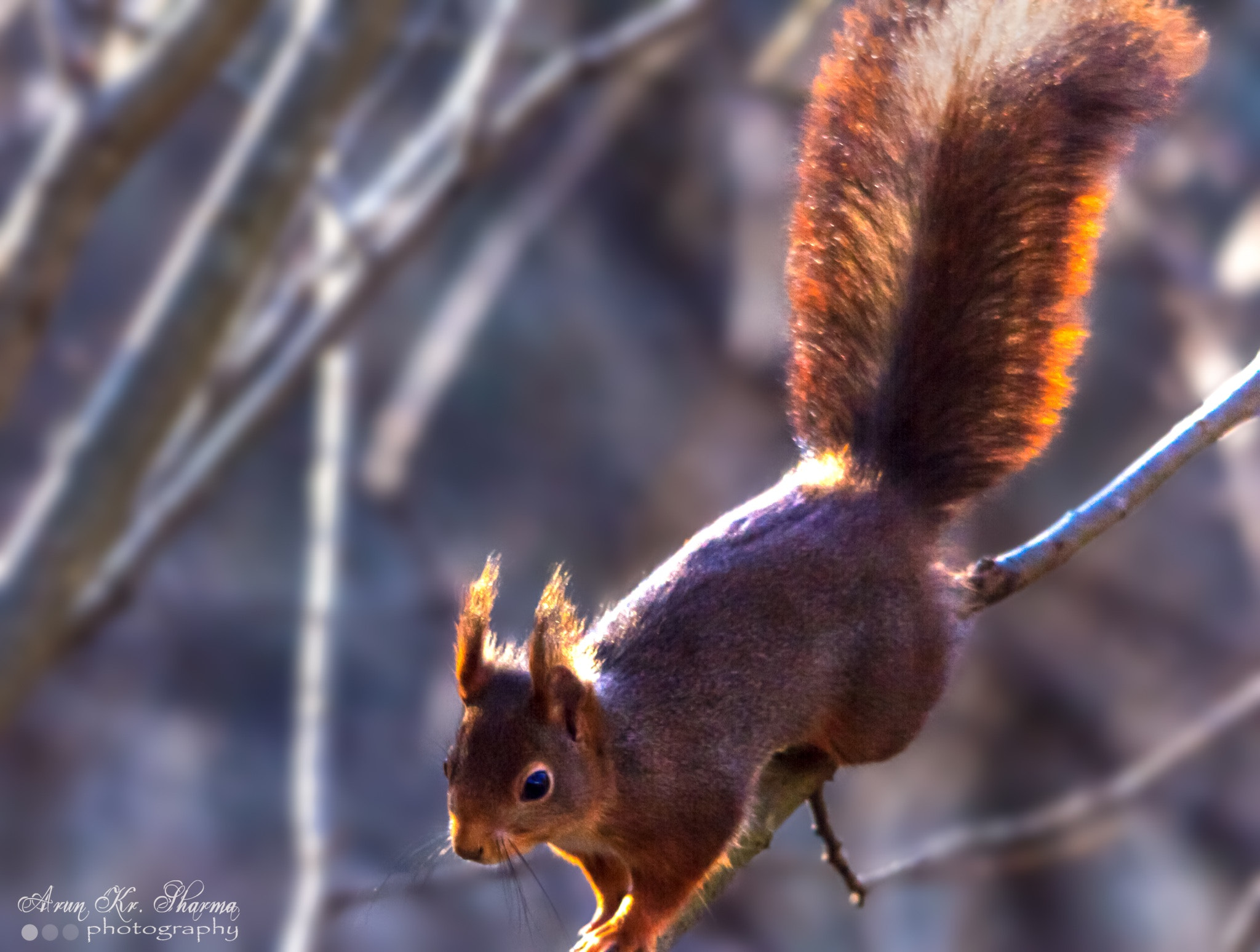 Sigma 150-500mm F5-6.3 DG OS HSM sample photo. The red squirrel photography