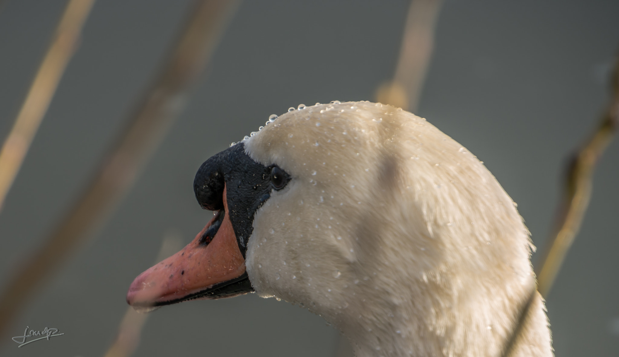 Tamron 16-300mm F3.5-6.3 Di II VC PZD Macro sample photo. Dsc photography