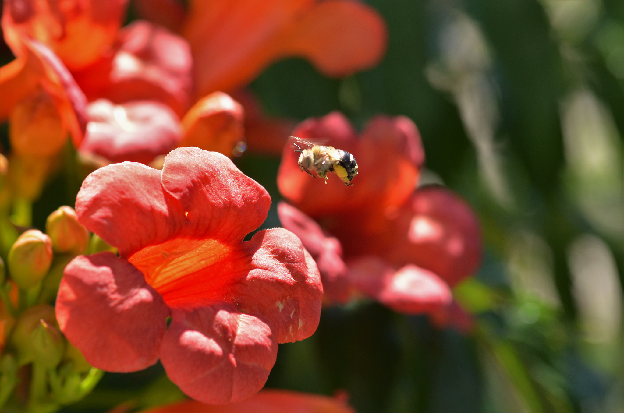 Sigma 105mm F2.8 EX DG OS HSM sample photo. Bee () photography