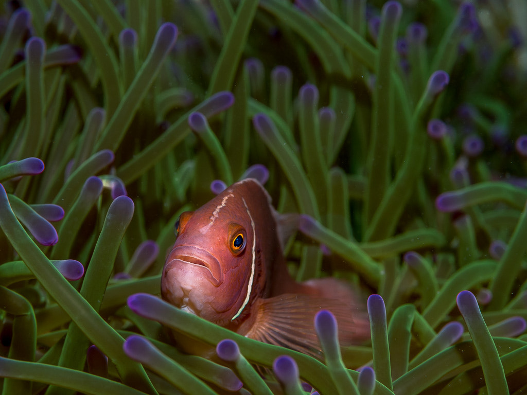 Olympus M.Zuiko Digital ED 60mm F2.8 Macro sample photo. Anemonefish photography