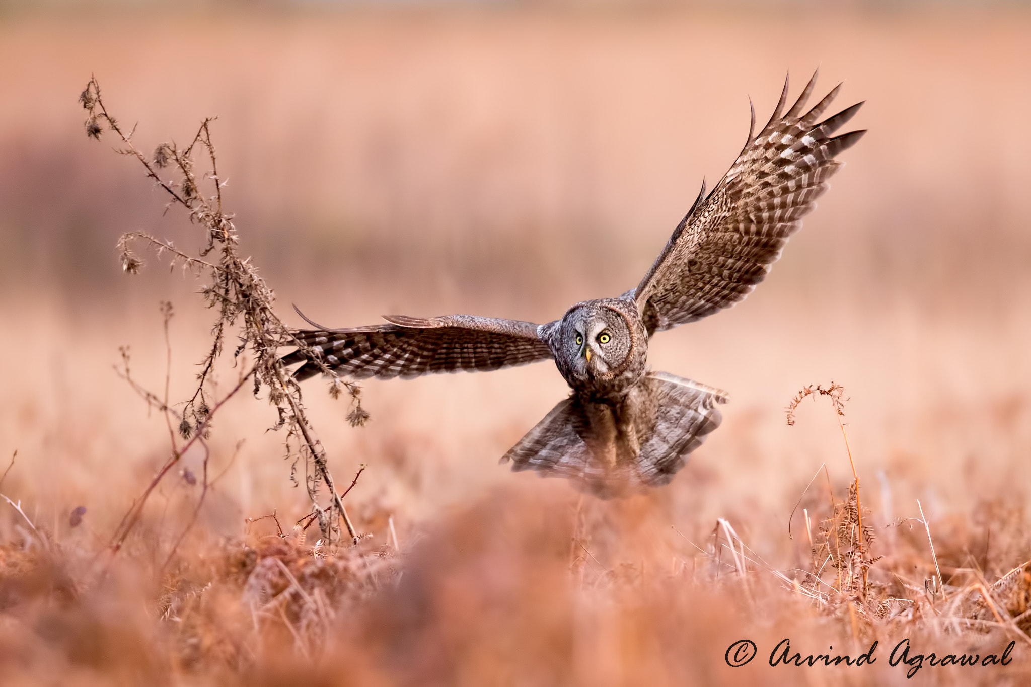 Canon EF 600mm F4L IS II USM sample photo. Great grey owl - img_0903 photography