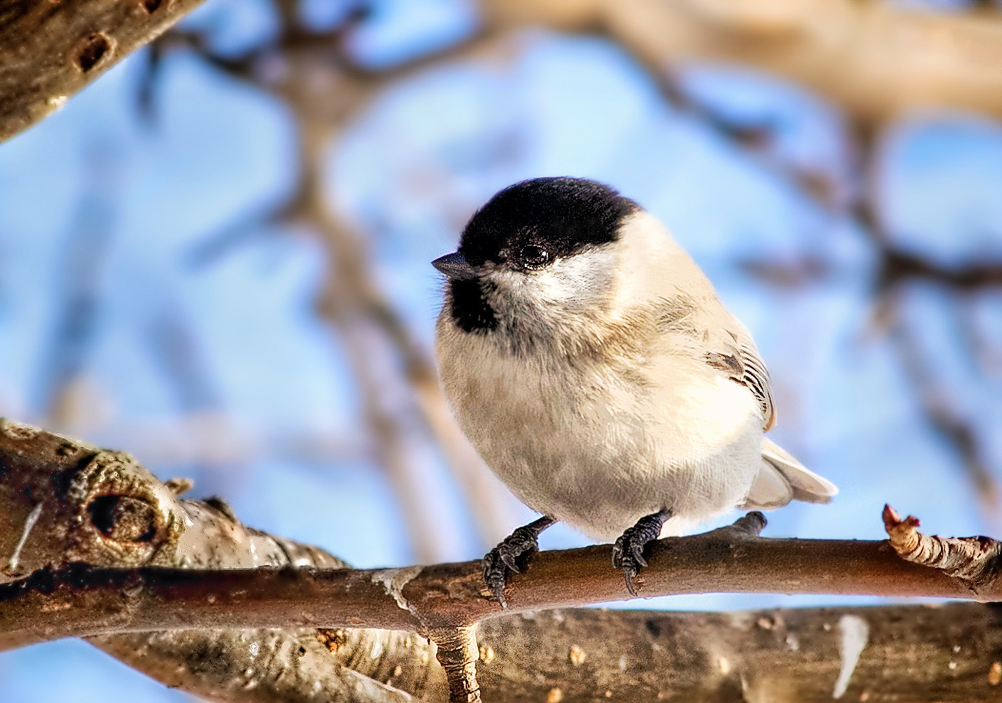 Canon EOS 60D sample photo. Marsh tit photography