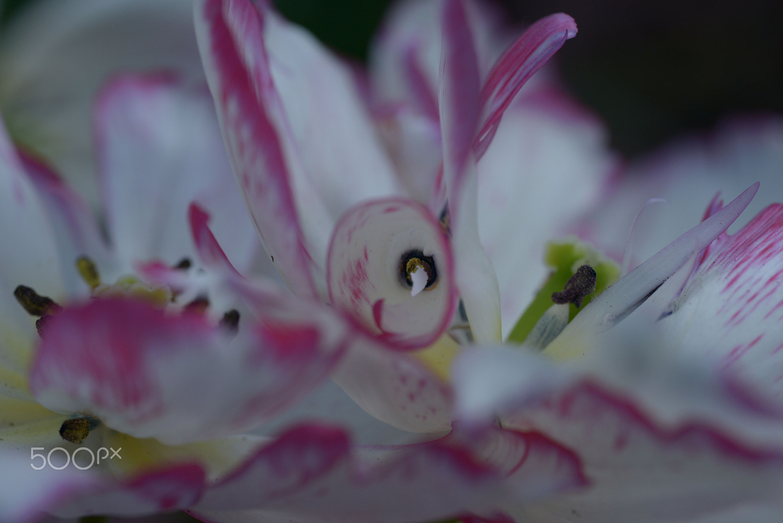 Nikon D800 + Sigma 70mm F2.8 EX DG Macro sample photo. Tulips photography