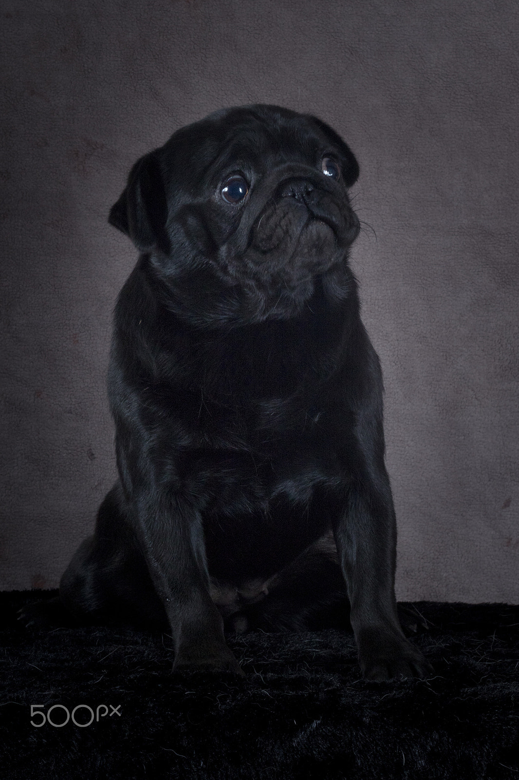 Canon EOS 7D Mark II + Canon EF 50mm F1.8 II sample photo. Black (pug) on black (because rules are meant to be broken) photography