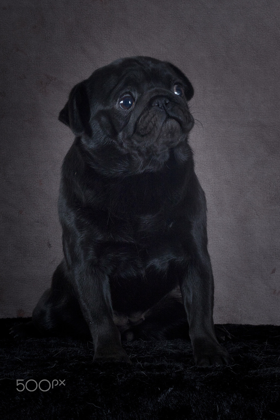 Canon EF 50mm F1.8 II sample photo. Black (pug) on black (because rules are meant to be broken) photography