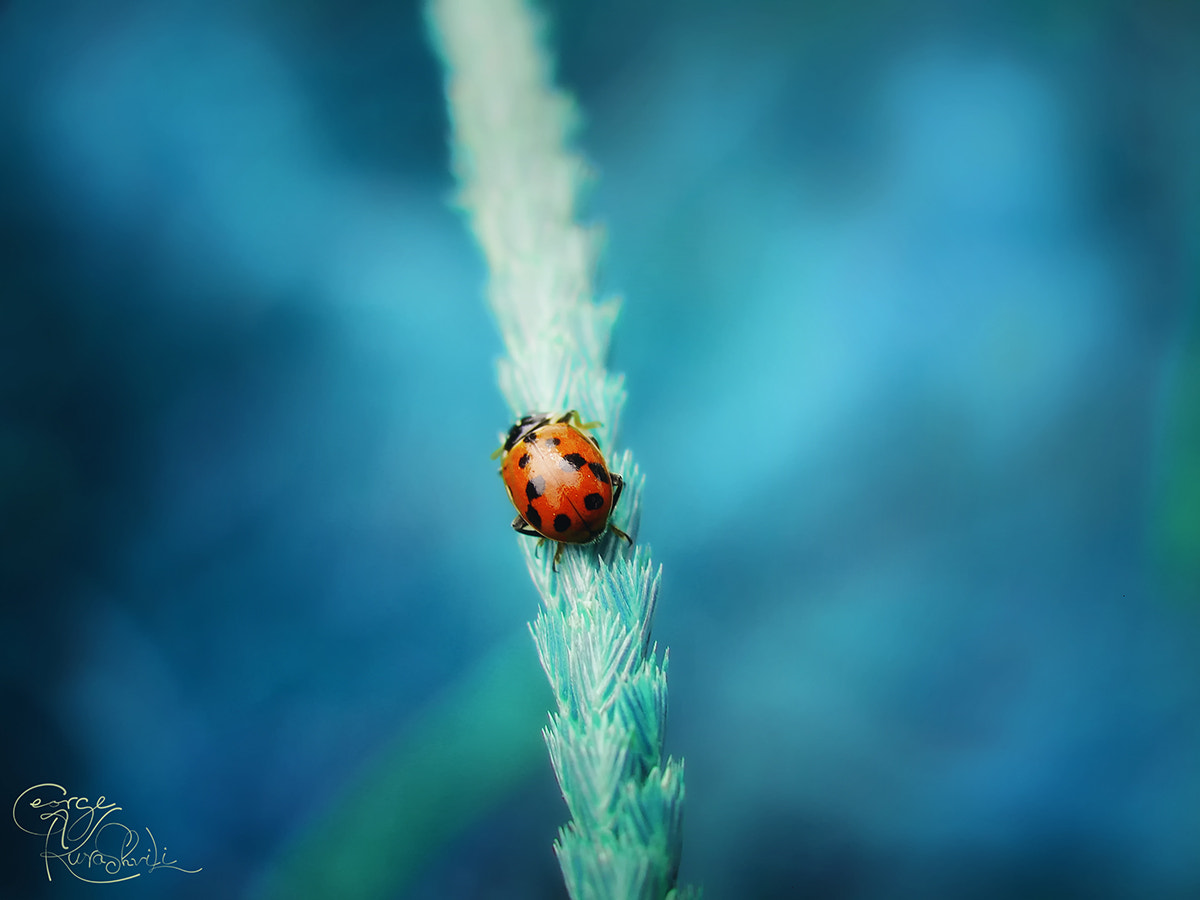 Sony DSC-H5 sample photo. Lady-bird photography