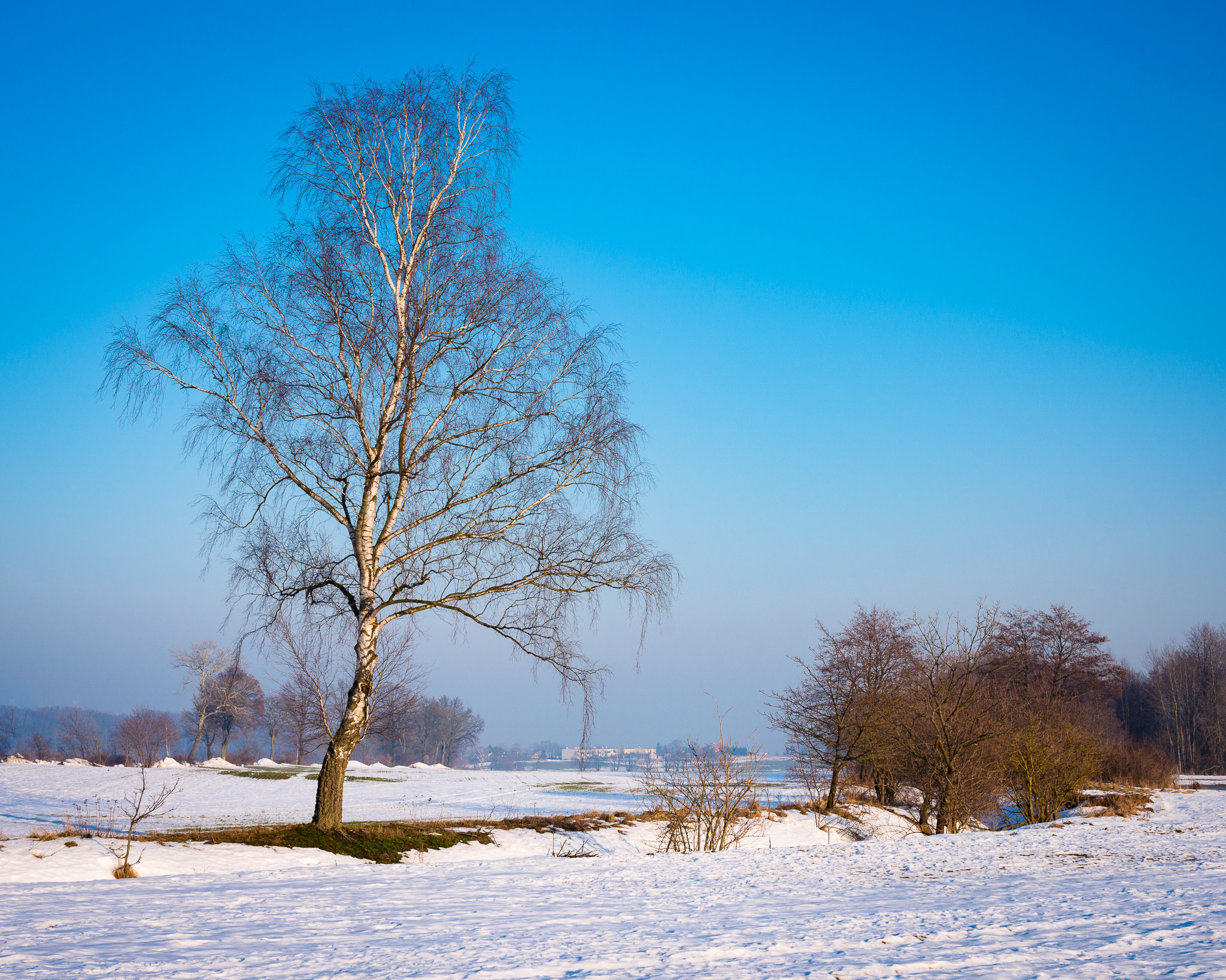 Nikon D800 + Sigma 50mm F1.4 EX DG HSM sample photo. Winter photography