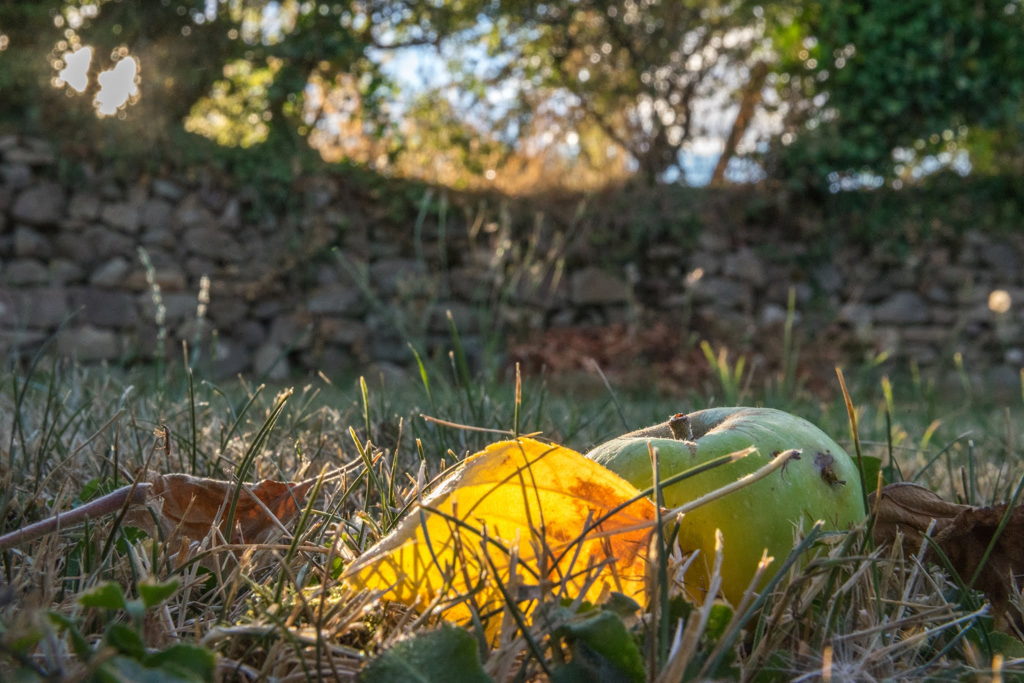 24-70mm F2.8 sample photo. Apple in autumn photography