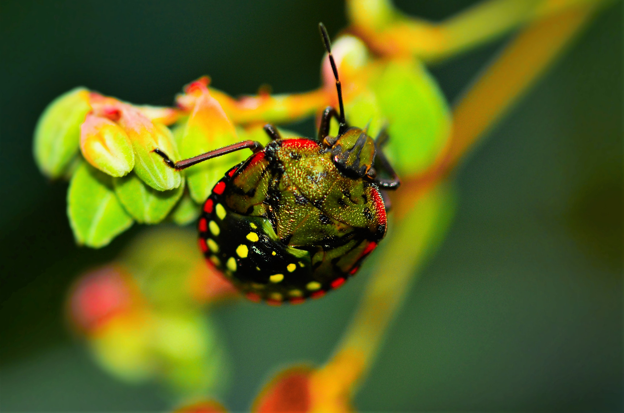 Sigma 105mm F2.8 EX DG OS HSM sample photo. Macro photography